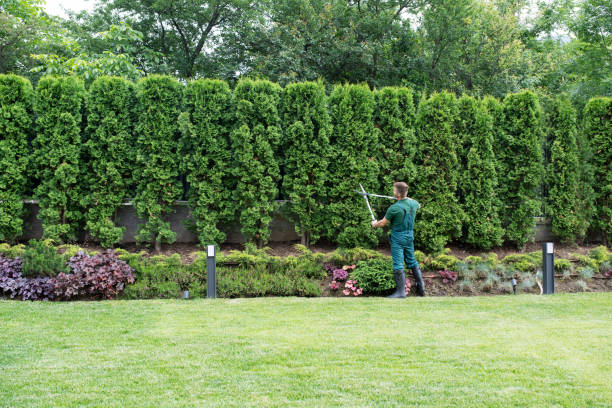 Best Tree Maintenance Programs  in Meeker, OK